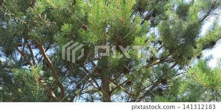 Green pine tree branches with brown cones. Scots pine branches in forest. Green pine tree branches with brown cones. Scots pine branches in forest. 141312183