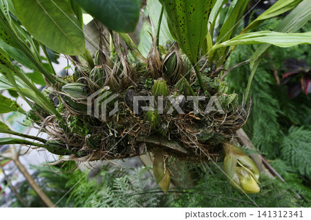 Close View of an Epiphytic Orchid with Pseudobulbs and Hanging Flower Buds Close View of an Epiphytic Orchid with Pseudobulbs and Hanging Flower Buds 141312341