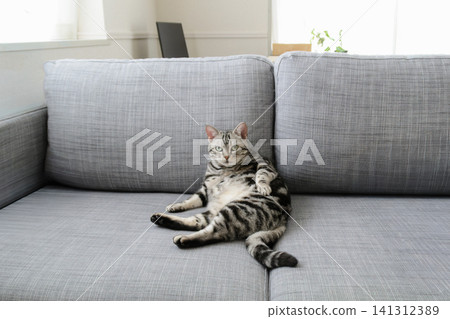 An American Shorthair cat stops grooming itself when it notices the camera. An American Shorthair cat stops grooming itself when it notices the camera. 141312389