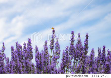 Summer: Bees collecting nectar in a field of lavender in full bloom. Summer: Bees collecting nectar in a field of lavender in full bloom. 141312420
