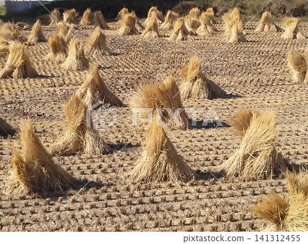 Golden straw piles lined up in the rice fields after the harvest, and the rural landscape. Golden straw piles lined up in the rice fields after the harvest, and the rural landscape. 141312455