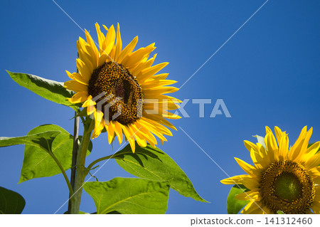 A refreshing summer blue sky and beautifully blooming sunflowers. A refreshing summer blue sky and beautifully blooming sunflowers. 141312460