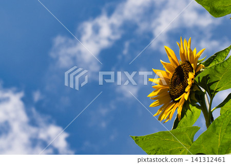 A refreshing summer blue sky and beautifully blooming sunflowers. A refreshing summer blue sky and beautifully blooming sunflowers. 141312461