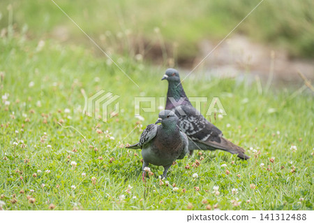 Pigeons (feral doves) on the banks of the Kamo River, Kyoto City Pigeons (feral doves) on the banks of the Kamo River, Kyoto City 141312488
