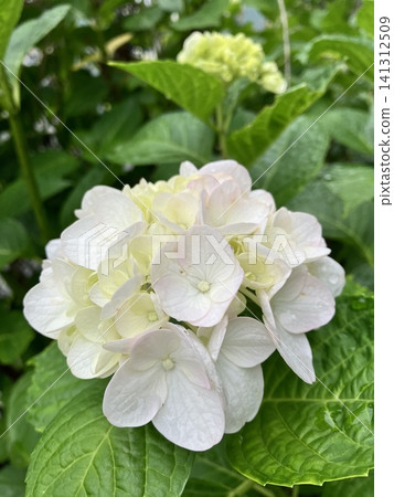 Close-up of white and light pink hydrangeas blooming after the rain. Close-up of white and light pink hydrangeas blooming after the rain. 141312509