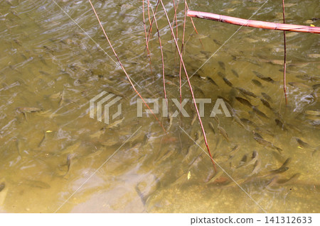 school of fish swimming in clear pond water close up. school of crucian carp school of fish swimming in clear pond water close up. school of crucian carp 141312633