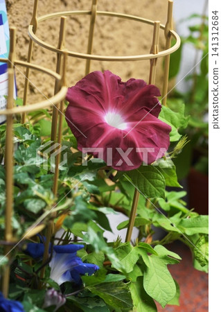 七月，台東 331 號的入谷牽牛花市場裡，牽牛花盛開。 141312684