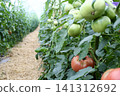 Tomatoes grown in greenhouses 141312692