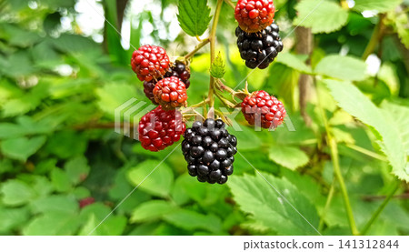 Ripe and ripening blackberries on bush in green garden in Ukraine. Ripe and ripening blackberries on bush in green garden in Ukraine. 141312844