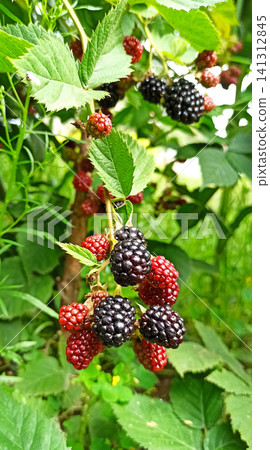 Ripe and ripening blackberries on bush in green garden in Ukraine. Ripe and ripening blackberries on bush in green garden in Ukraine. 141312845