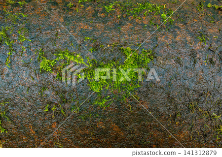 Abstract rusty metal surface texture with green moss patches, aged industrial material and weathered background concept Abstract rusty metal surface texture with green moss patches, aged industrial material and weathered background concept 141312879