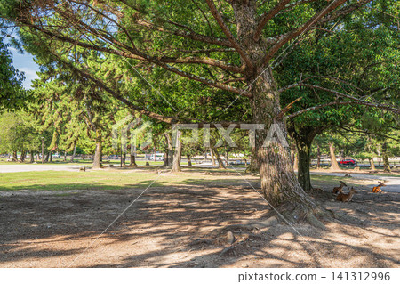 奈良公園在夏天 奈良公園在夏天 141312996