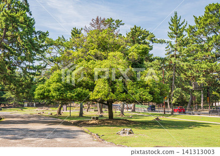 Nara Park in the summer Nara Park in the summer 141313003