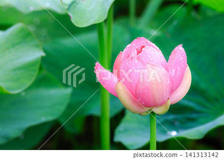 Rainy lotus flower Rainy lotus flower 141313142