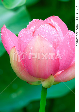 多雨的蓮花 多雨的蓮花 141313143
