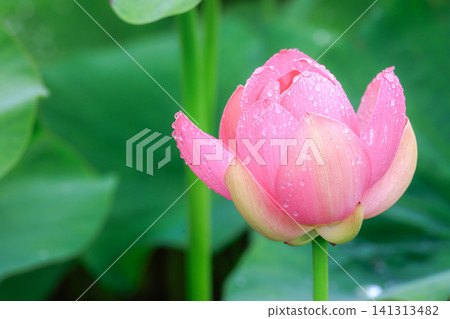 雨後的中尊寺荷花 雨後的中尊寺荷花 141313482