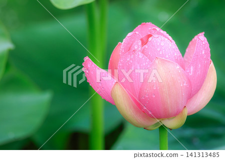 雨後的中尊寺荷花 雨後的中尊寺荷花 141313485