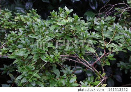 Close View of a Green Shrub in the Garden Close View of a Green Shrub in the Garden 141313532