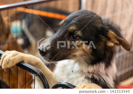 A young tricolor puppy leans its paws against a metal wire crate, expressing curiosity and longing while waiting in a shelter environment designed for animal rescue and care A young tricolor puppy leans its paws against a metal wire crate, expressing curiosity and longing while waiting in a shelter environment designed for animal rescue and care 141313545