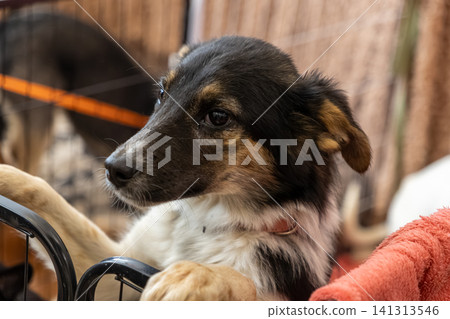 A curious mixed breed puppy with black and tan fur rests its paws on a metal playpen fence, reflecting a sense of innocence and hopeful expectation at an animal rescue shelter visit A curious mixed breed puppy with black and tan fur rests its paws on a metal playpen fence, reflecting a sense of innocence and hopeful expectation at an animal rescue shelter visit 141313546