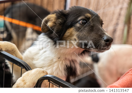 A curious mixed breed puppy with soft fur looking out from a metal kennel, evoking a sense of longing and hope while highlighting animal welfare adoption initiatives at the shelter A curious mixed breed puppy with soft fur looking out from a metal kennel, evoking a sense of longing and hope while highlighting animal welfare adoption initiatives at the shelter 141313547