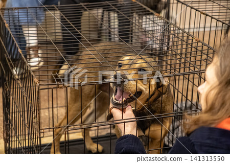 A person strokes a happy rescue dog inside a metal enclosure at an animal shelter, highlighting a moment of connection and care for a pet awaiting a new forever home and family A person strokes a happy rescue dog inside a metal enclosure at an animal shelter, highlighting a moment of connection and care for a pet awaiting a new forever home and family 141313550