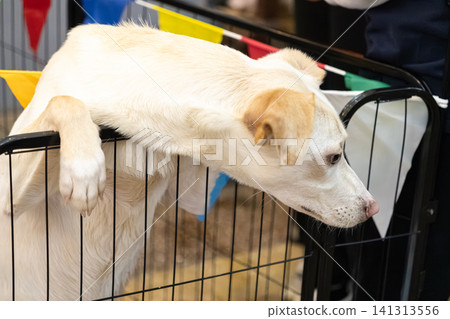 A curious white puppy rests its paws on a metal kennel fence decorated with colorful flags, showing a sweet and playful expression while waiting for adoption at an animal shelter A curious white puppy rests its paws on a metal kennel fence decorated with colorful flags, showing a sweet and playful expression while waiting for adoption at an animal shelter 141313556