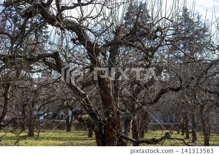 Old apple tree with gnarled bare branches stands in a dormant orchard during winter, symbolizing natural seasonal cycles, growth dormancy, and peaceful rural garden environments today Old apple tree with gnarled bare branches stands in a dormant orchard during winter, symbolizing natural seasonal cycles, growth dormancy, and peaceful rural garden environments today 141313563