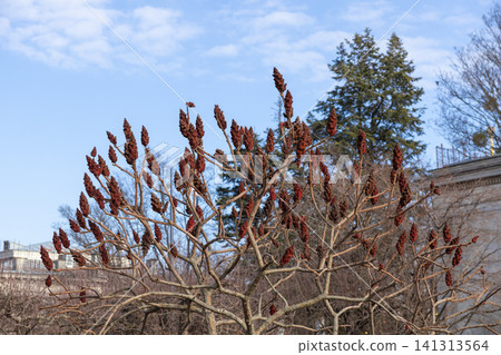 A staghorn sumac tree displaying iconic red velvet fruit clusters against a crisp blue winter sky, illustrating the dormant beauty of nature in a serene urban public garden landscape A staghorn sumac tree displaying iconic red velvet fruit clusters against a crisp blue winter sky, illustrating the dormant beauty of nature in a serene urban public garden landscape 141313564