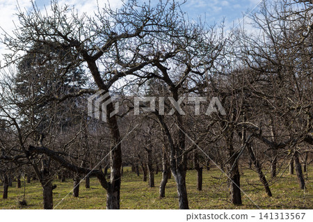 Old apple trees stand with bare twisted branches in a dormant orchard during winter under a bright sky, conveying a sense of quiet nature, seasonal change and rural landscape beauty Old apple trees stand with bare twisted branches in a dormant orchard during winter under a bright sky, conveying a sense of quiet nature, seasonal change and rural landscape beauty 141313567