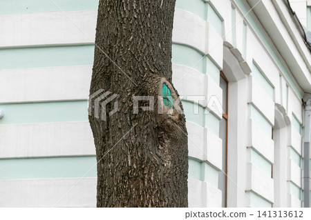 A textured tree trunk with a green-painted pruned branch scar stands before a classic pale facade, illustrating urban forestry management and tree care in an architectural setting A textured tree trunk with a green-painted pruned branch scar stands before a classic pale facade, illustrating urban forestry management and tree care in an architectural setting 141313612
