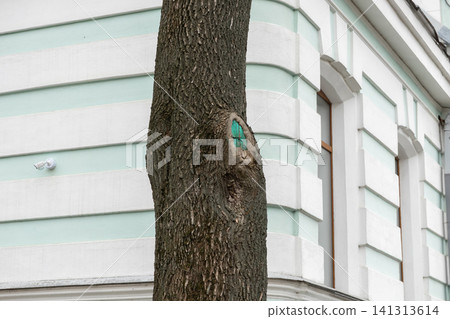 A tree trunk with a green painted mark stands before a mint and white building, illustrating urban arboriculture maintenance and nature integration in modern city architecture design 141313614