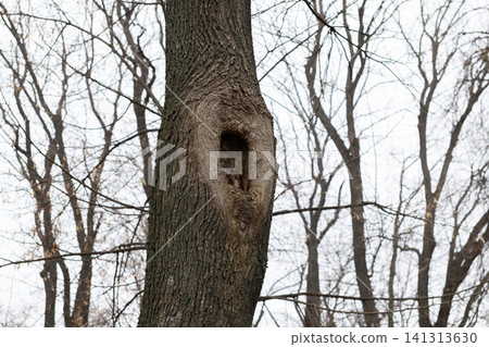 A hollow tree trunk stands in an autumn forest, forming a natural den or nesting site for woodland wildlife within a rugged wooden bark texture, evoking wilderness and quiet nature 141313630