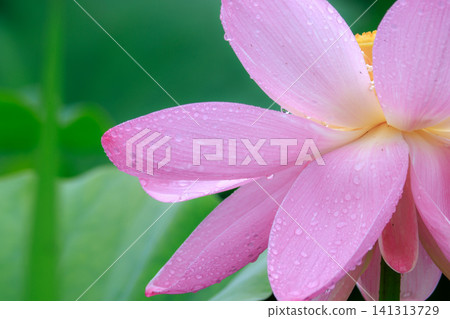 雨後的中尊寺荷花 雨後的中尊寺荷花 141313729