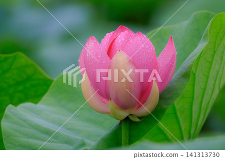 雨後的中尊寺荷花 雨後的中尊寺荷花 141313730