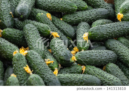 A pile of freshly harvested green cucumbers with bright yellow blossoms sits in a wooden garden crate for sale at a local farmers market to promote healthy organic farming food A pile of freshly harvested green cucumbers with bright yellow blossoms sits in a wooden garden crate for sale at a local farmers market to promote healthy organic farming food 141313810