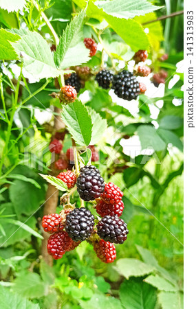 Fresh Ripe and Unripe Blackberries Hanging on Bush in Garden 141313983