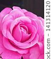 Close up of artificial rose fabric flower with pink velvet texture on dark background. 141314120