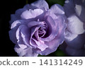 Rainy blue rose with dark background. Top view. 141314249