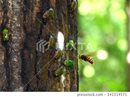 Insects collected in sap 141314571