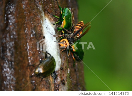 Insects collected in sap Insects collected in sap 141314573