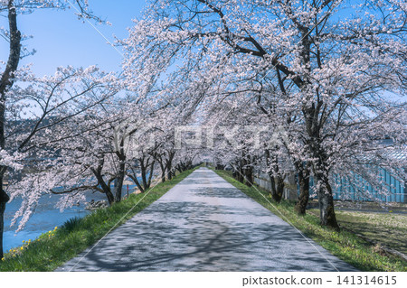 飛驒市古川町：御所櫻樹隧道與一條單行道 141314615