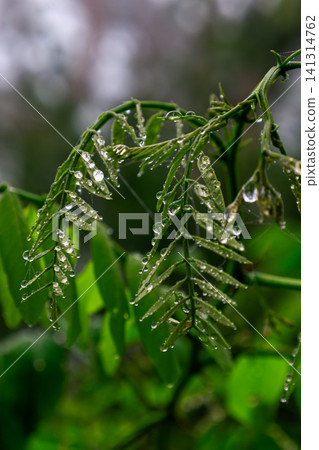 雨淋濕了 雨淋濕了 141314762