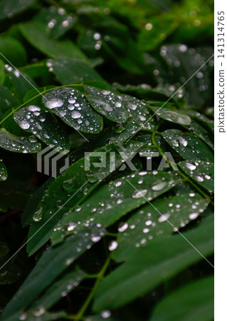 雨淋濕了 雨淋濕了 141314765