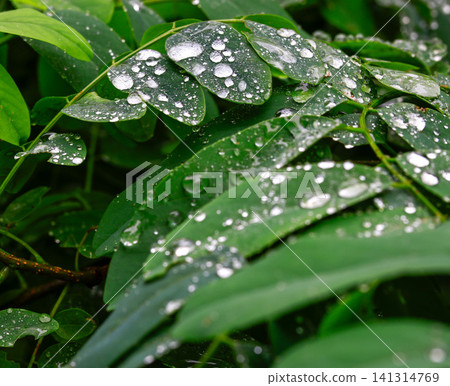 Leaves wet by rain Leaves wet by rain 141314769