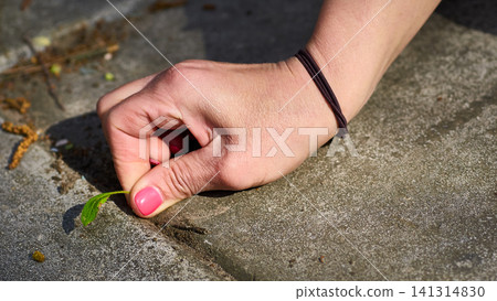 Cleaning.Women hand pulls weeds out of yard concrete slabs Cleaning.Women hand pulls weeds out of yard concrete slabs 141314830