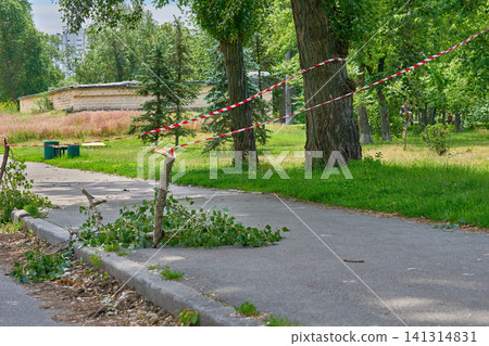 Fenced tree branches fallen after the storm Fenced tree branches fallen after the storm 141314831