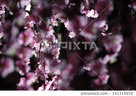 梅花在燈光下,清晰可見。 梅花在燈光下,清晰可見。 141314859