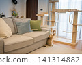 gold british cat kitten playing and having fun in living room 141314882