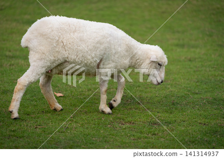 sheep walking in grass field sheep walking in grass field 141314937